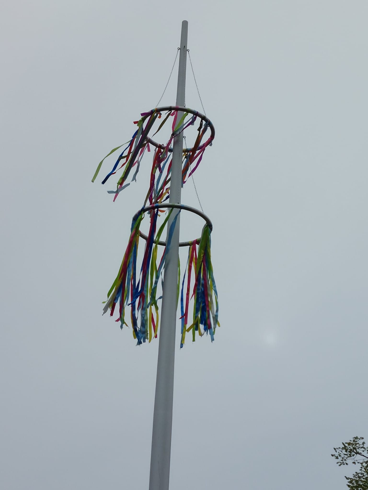 2025 Maibaum 1